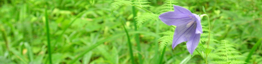 kikyou